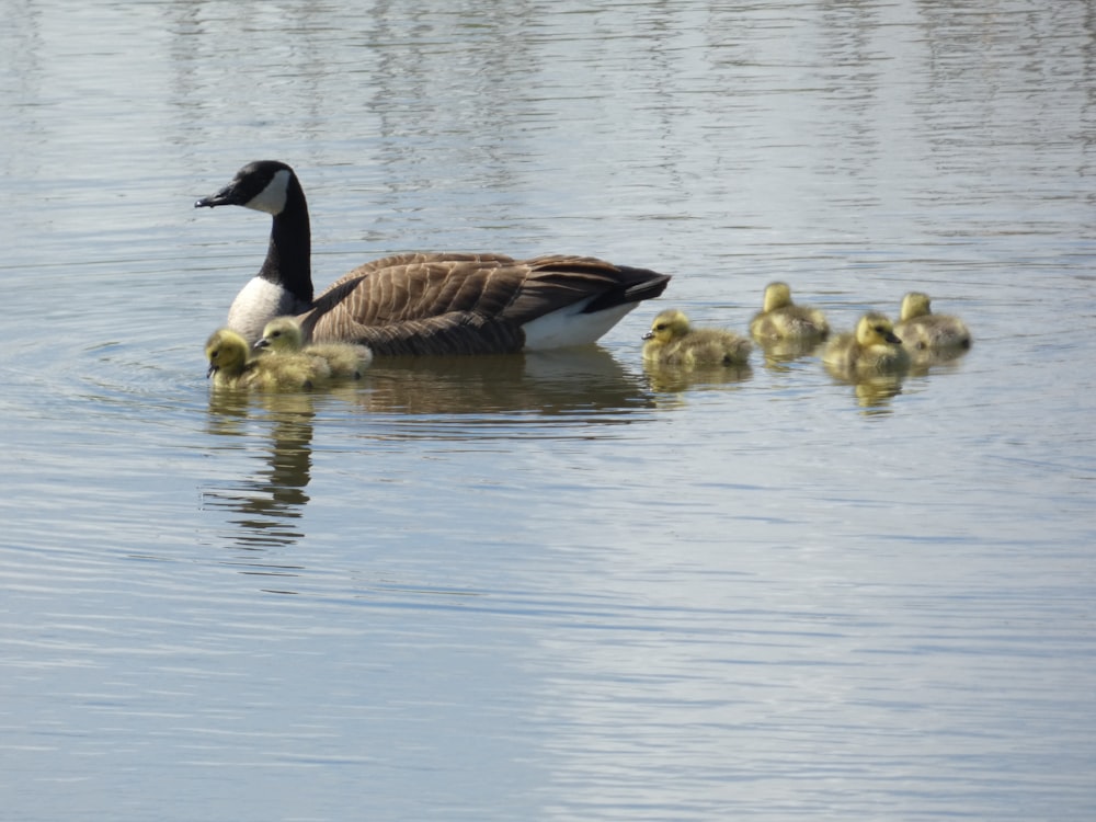 a mother duck with her ducklings in the water