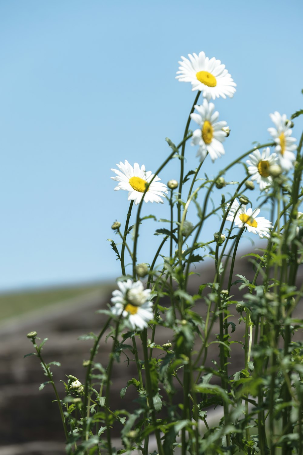 a bunch of daisies in a field with a sky background
