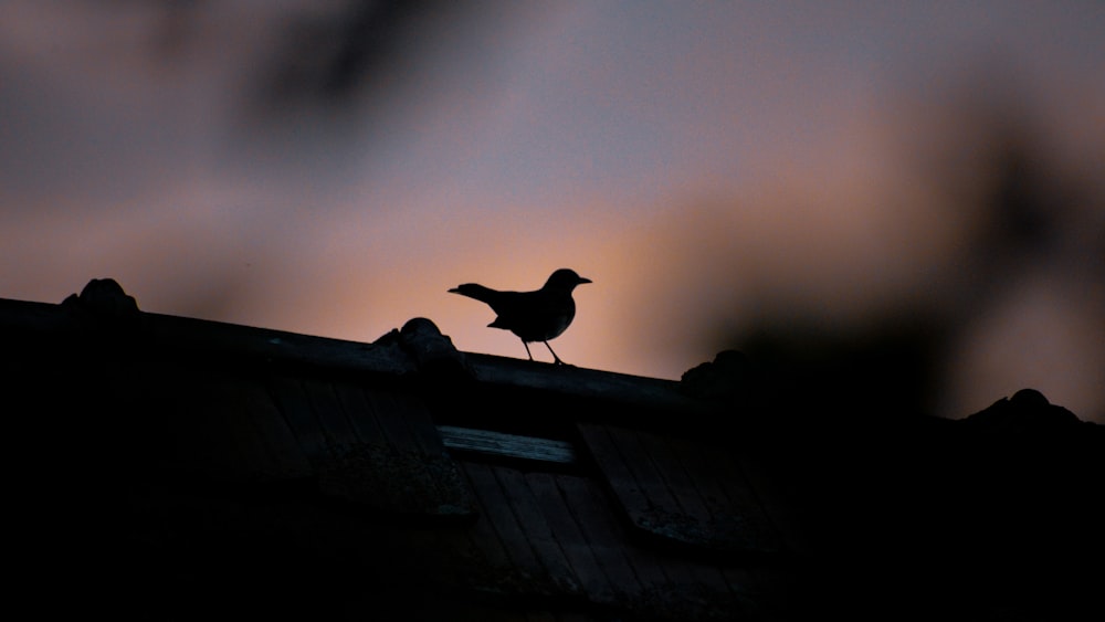 a bird is standing on the roof of a building