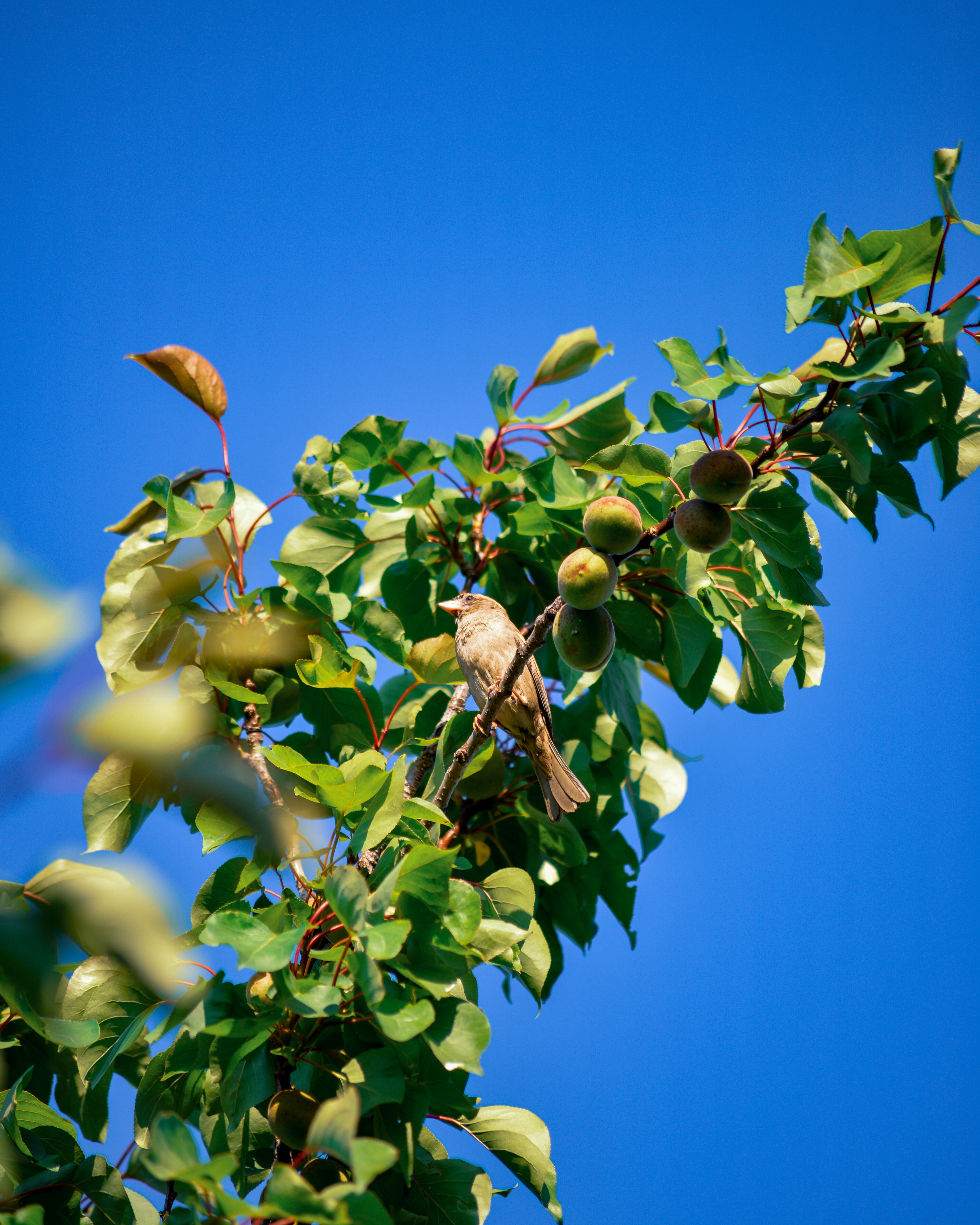a bird sitting on a branch of a tree