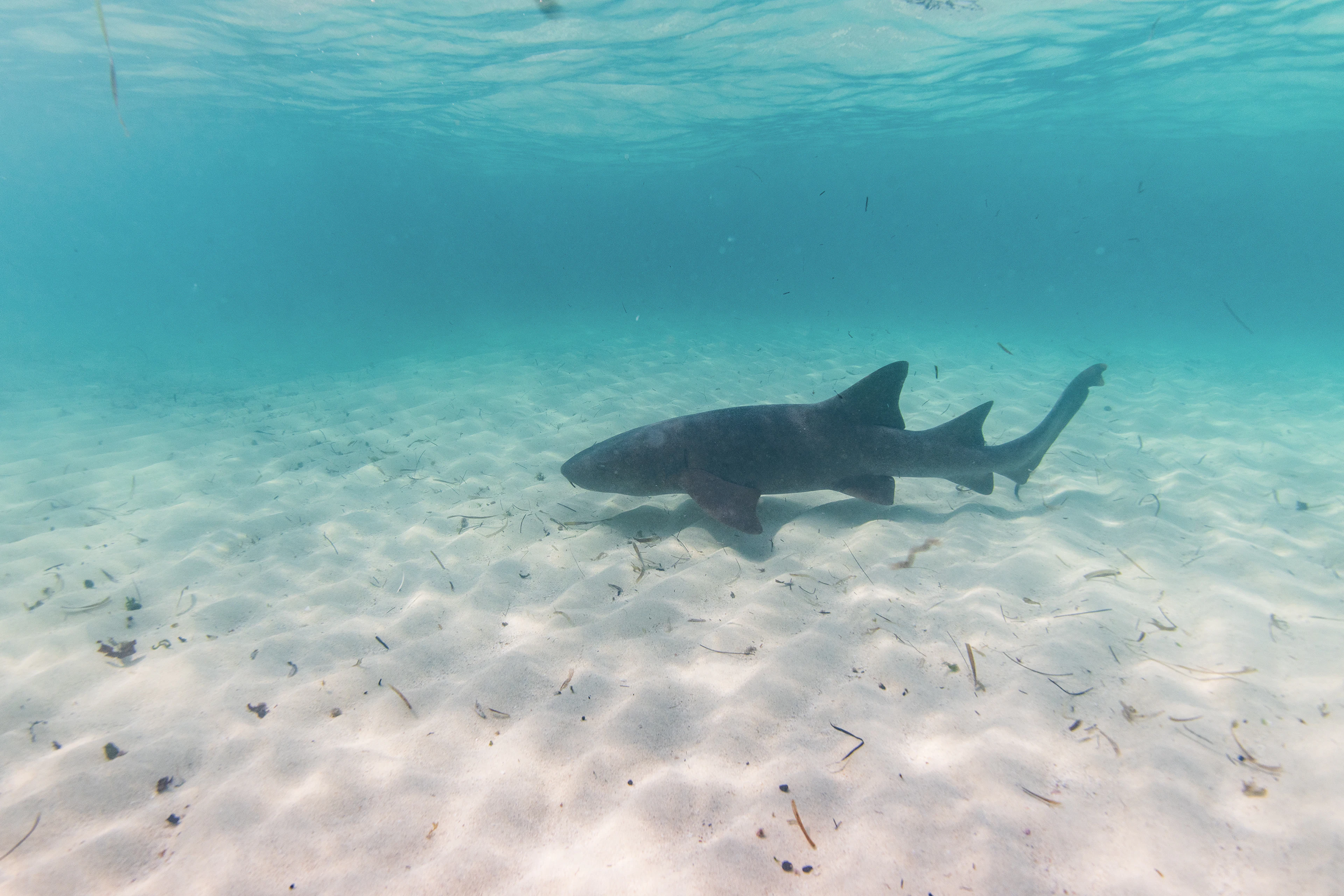 A shark gliding over white sand in clear shallow water
