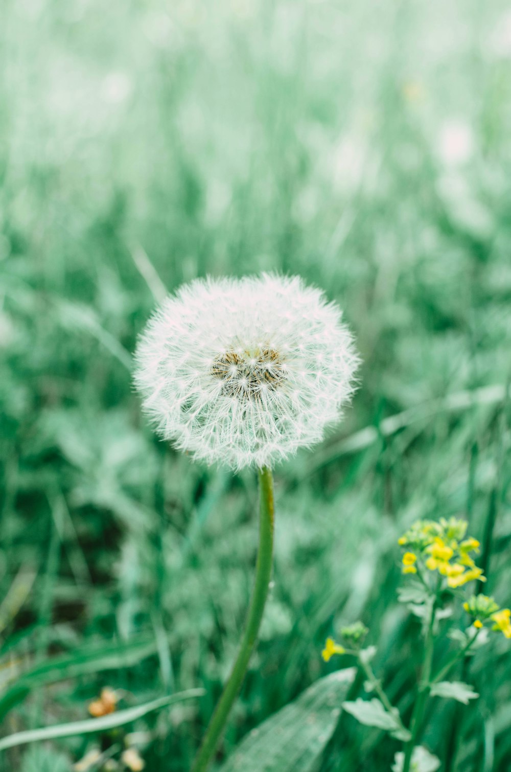 a dandelion in a field of green grass