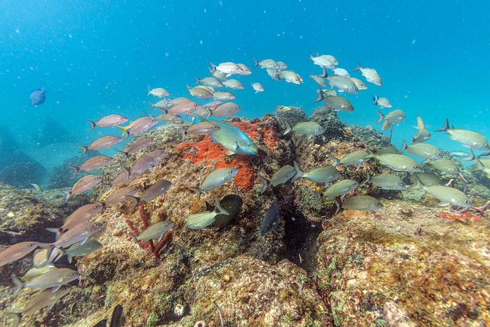 Un banco de peces nadando sobre un arrecife de coral