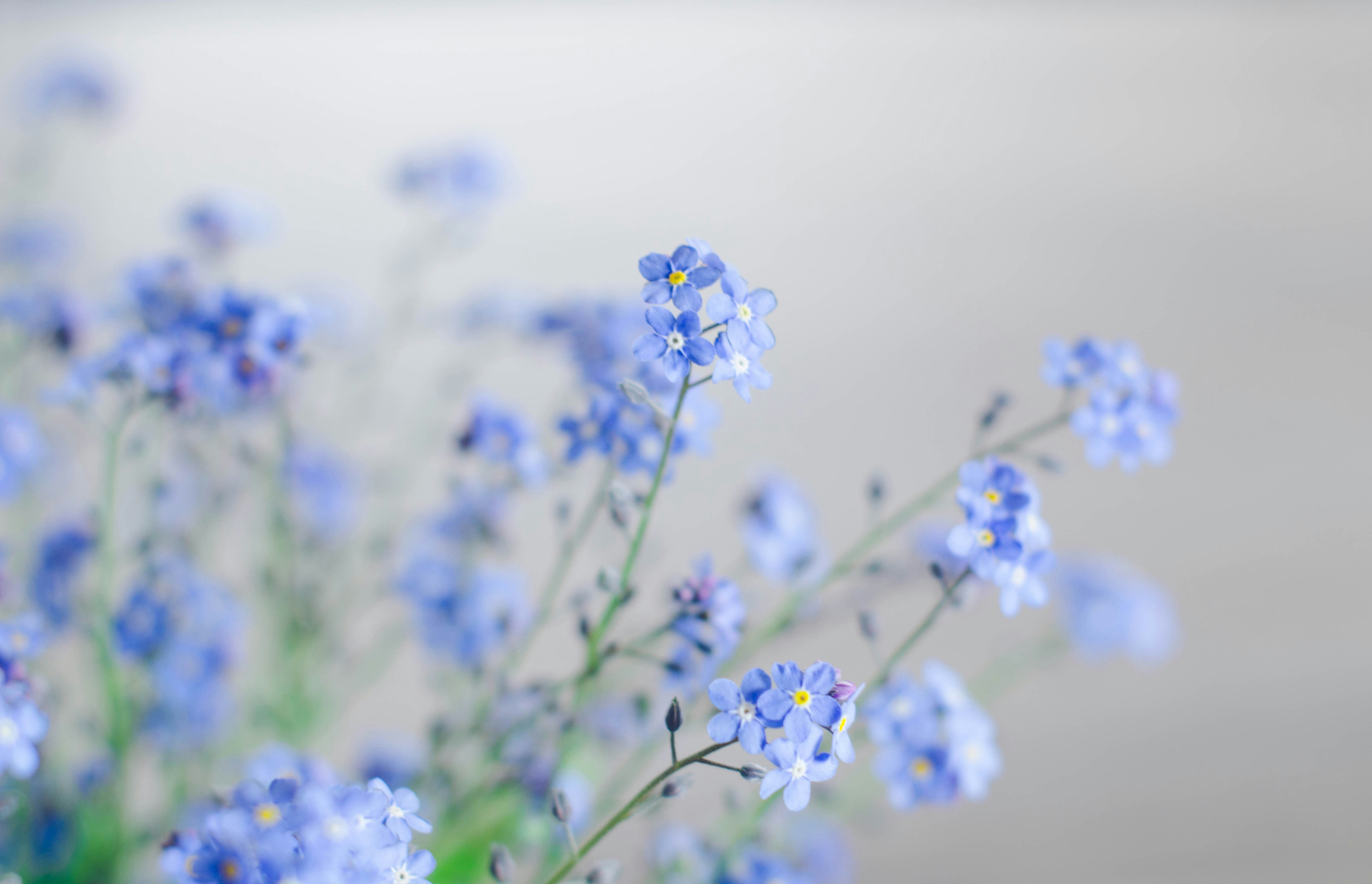 當AI忘記過去：演化策略在大型語言模型的災難性遺忘困境