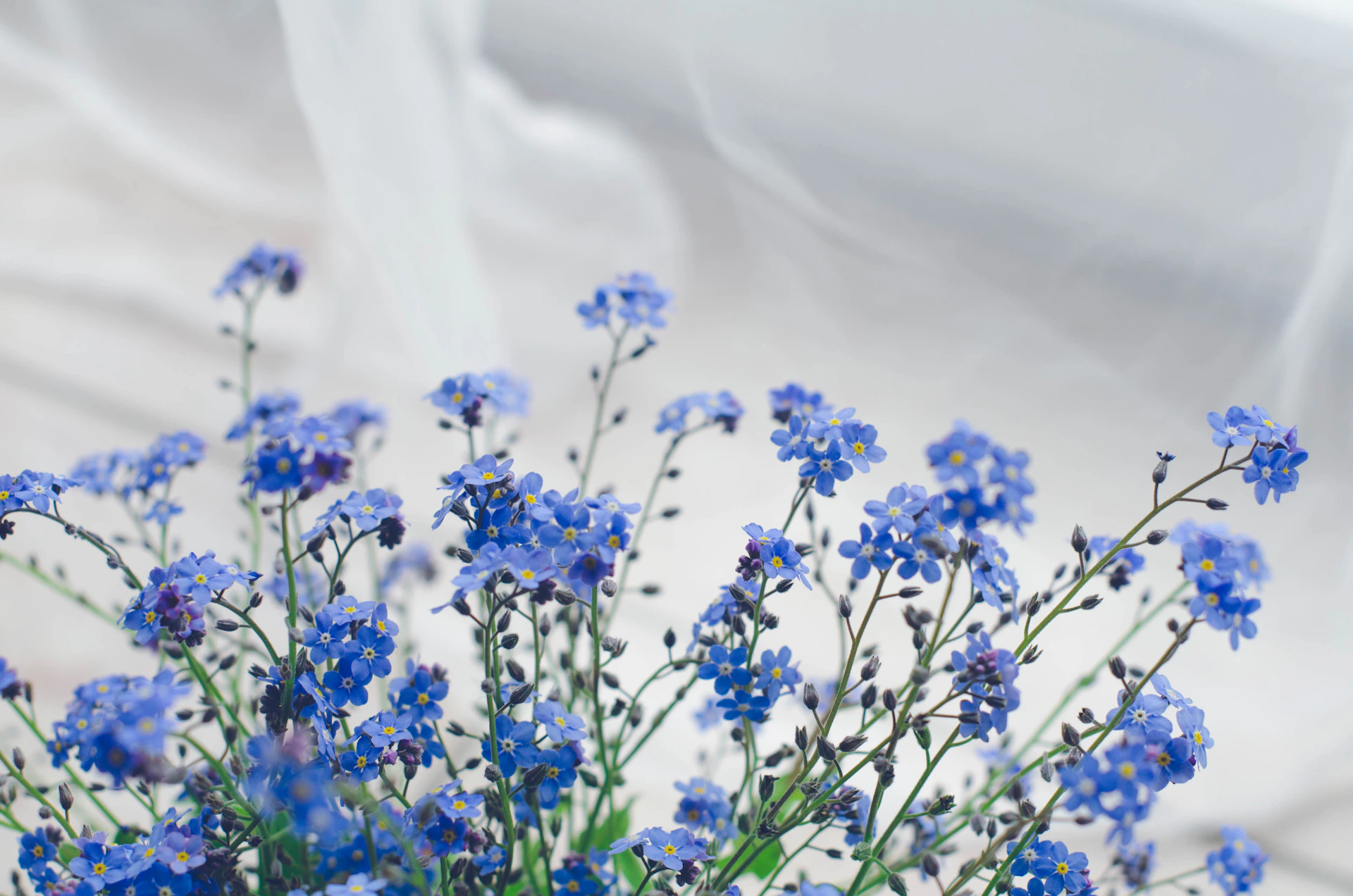 a vase filled with blue flowers on top of a table