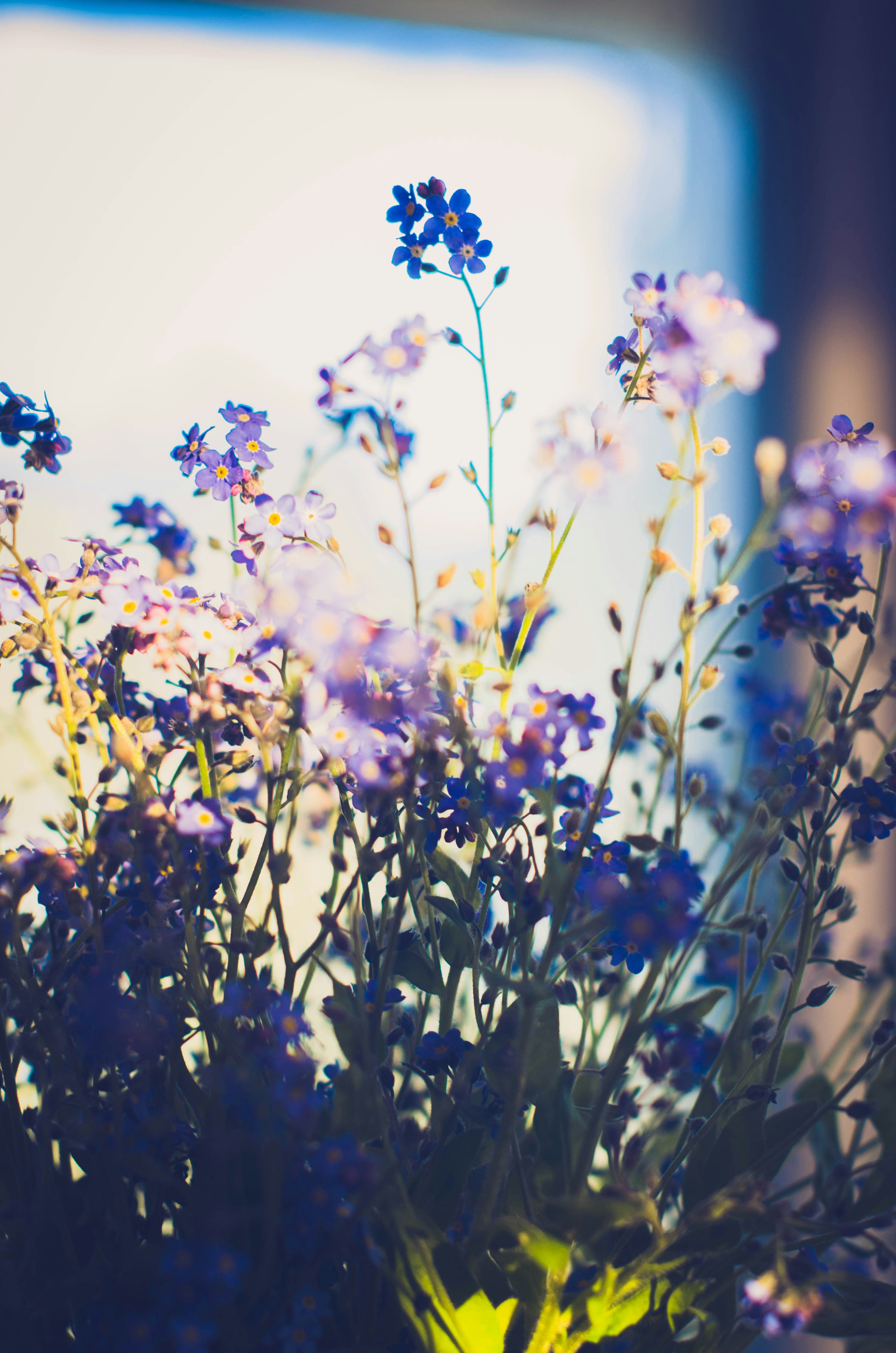 eine Vase gefüllt mit lila Blumen auf einem Tisch