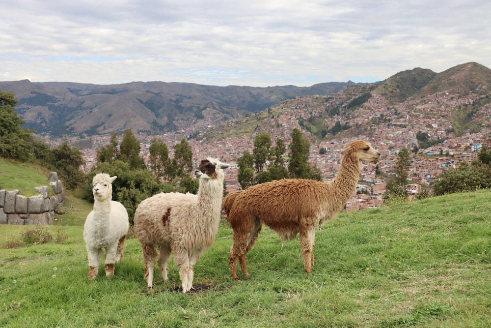 three llamas are standing on a grassy hill