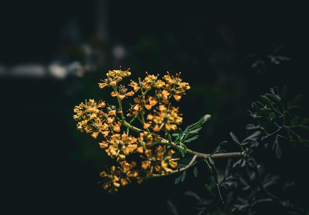 a bunch of yellow flowers that are on a branch