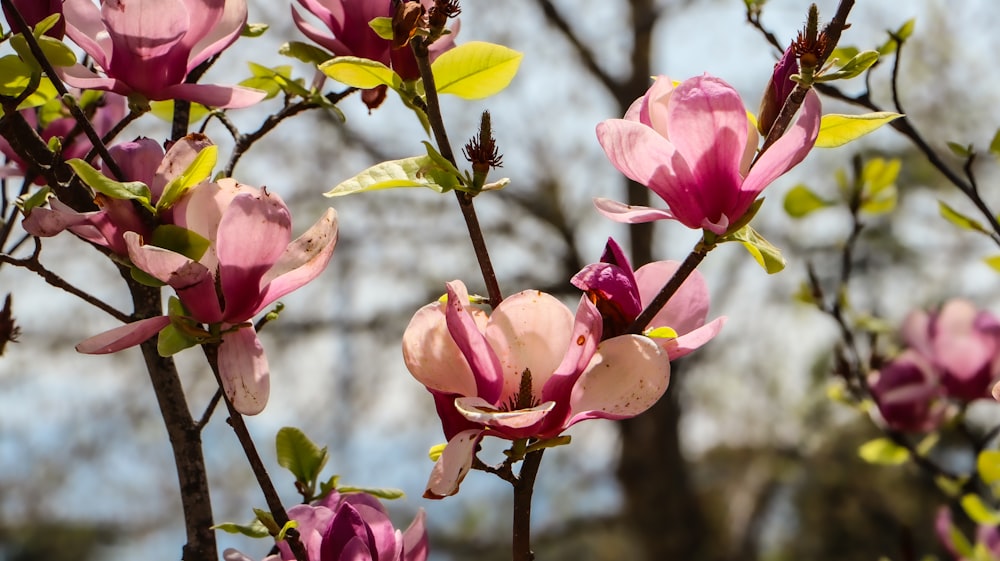 a close up of a tree with pink flowers