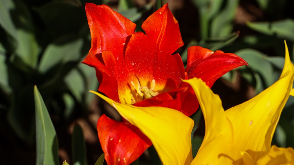 gros plan d’une fleur rouge et jaune