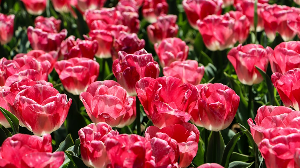 a field of red and white tulips with green leaves