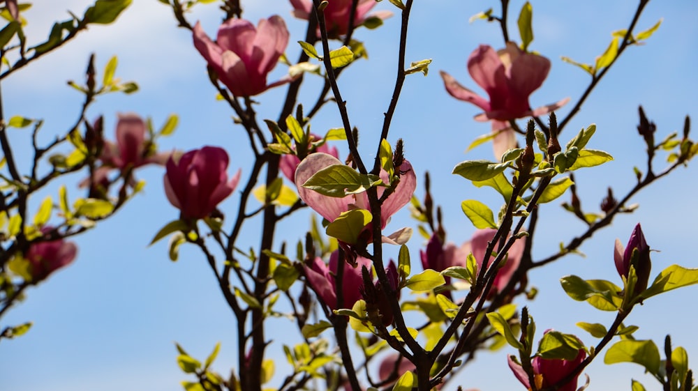 un albero con fiori rosa e foglie verdi