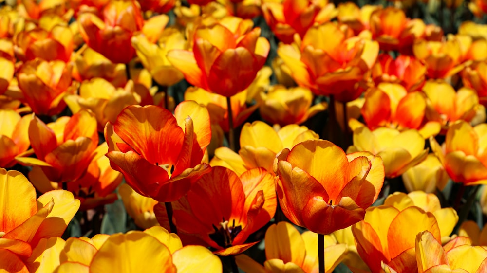 un champ plein de fleurs jaunes et rouges