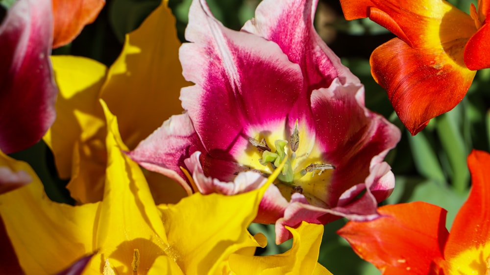 a bunch of flowers that are in the grass