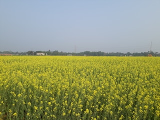 a large field of yellow flowers in the middle of the day