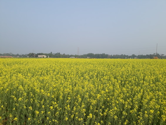 a large field of yellow flowers in the middle of the day