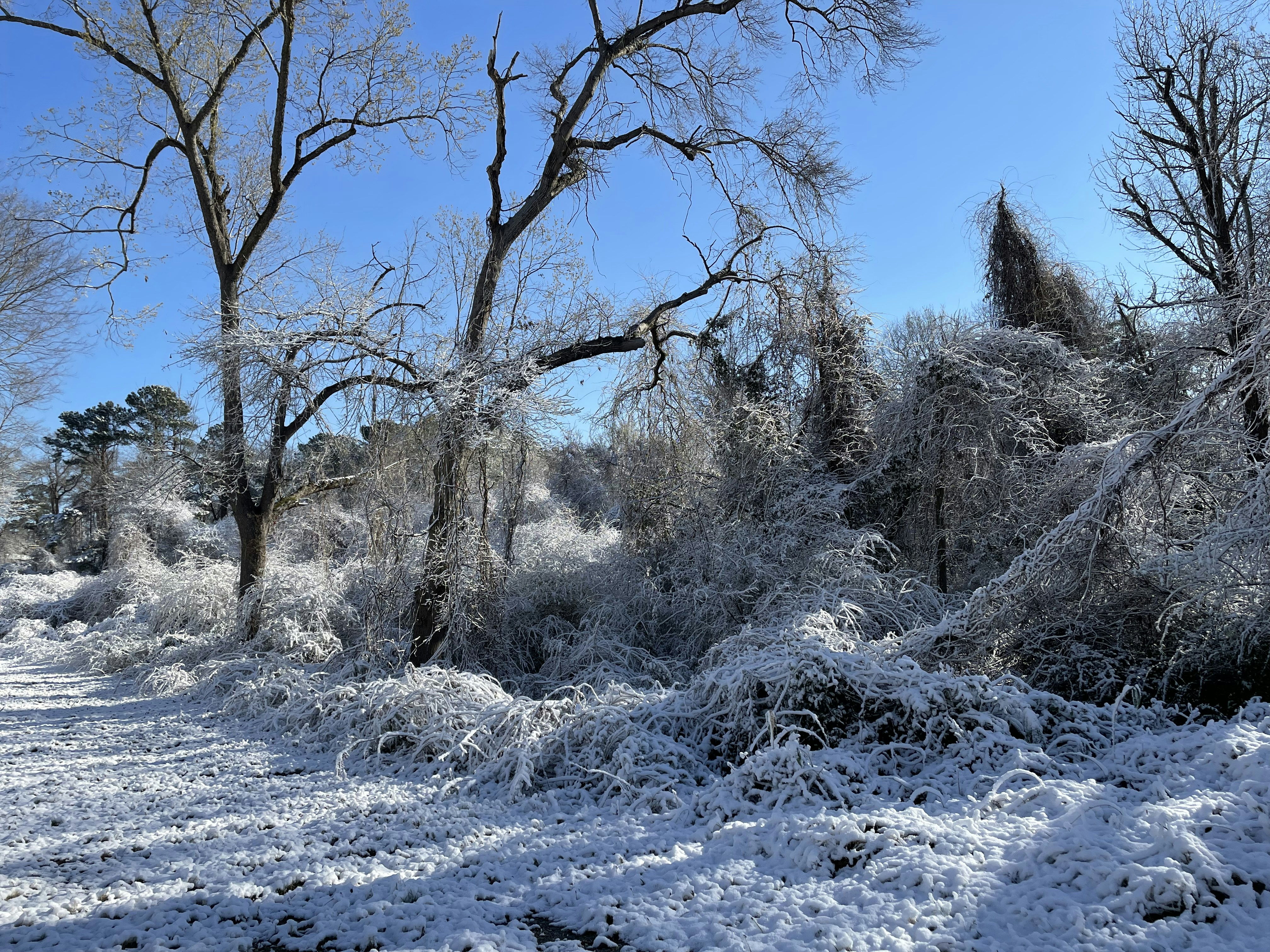 un campo cubierto de nieve con árboles y arbustos
