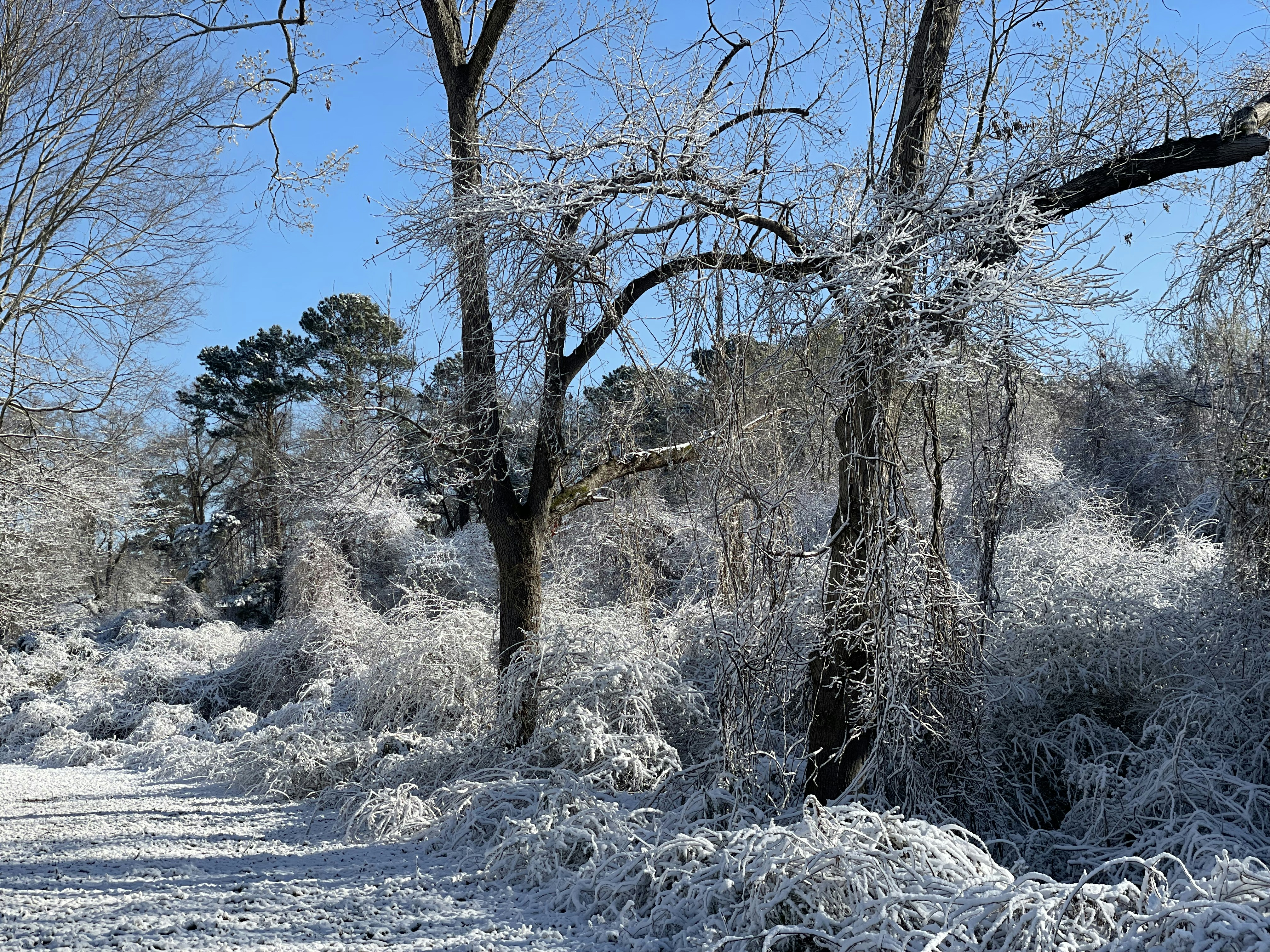 Un camino cubierto de nieve en una zona boscosa