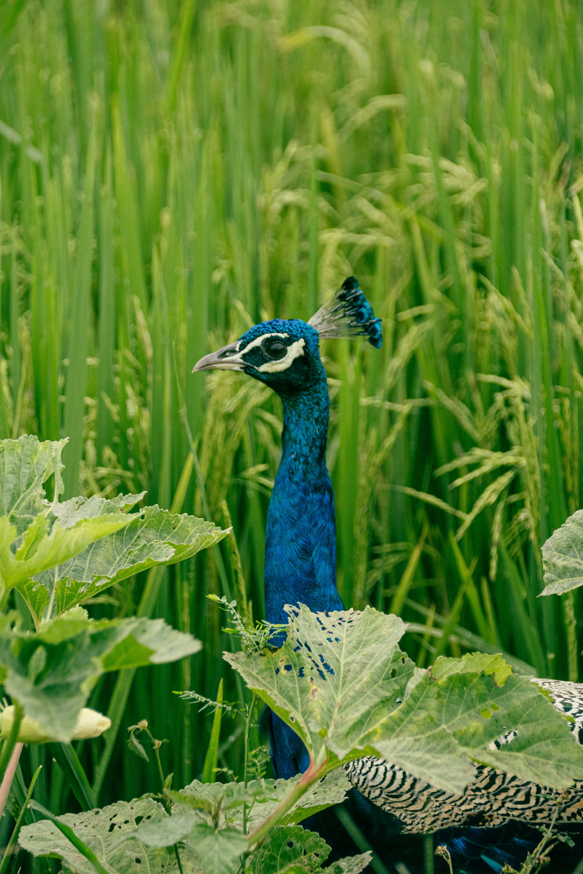 a blue bird standing in a lush green field