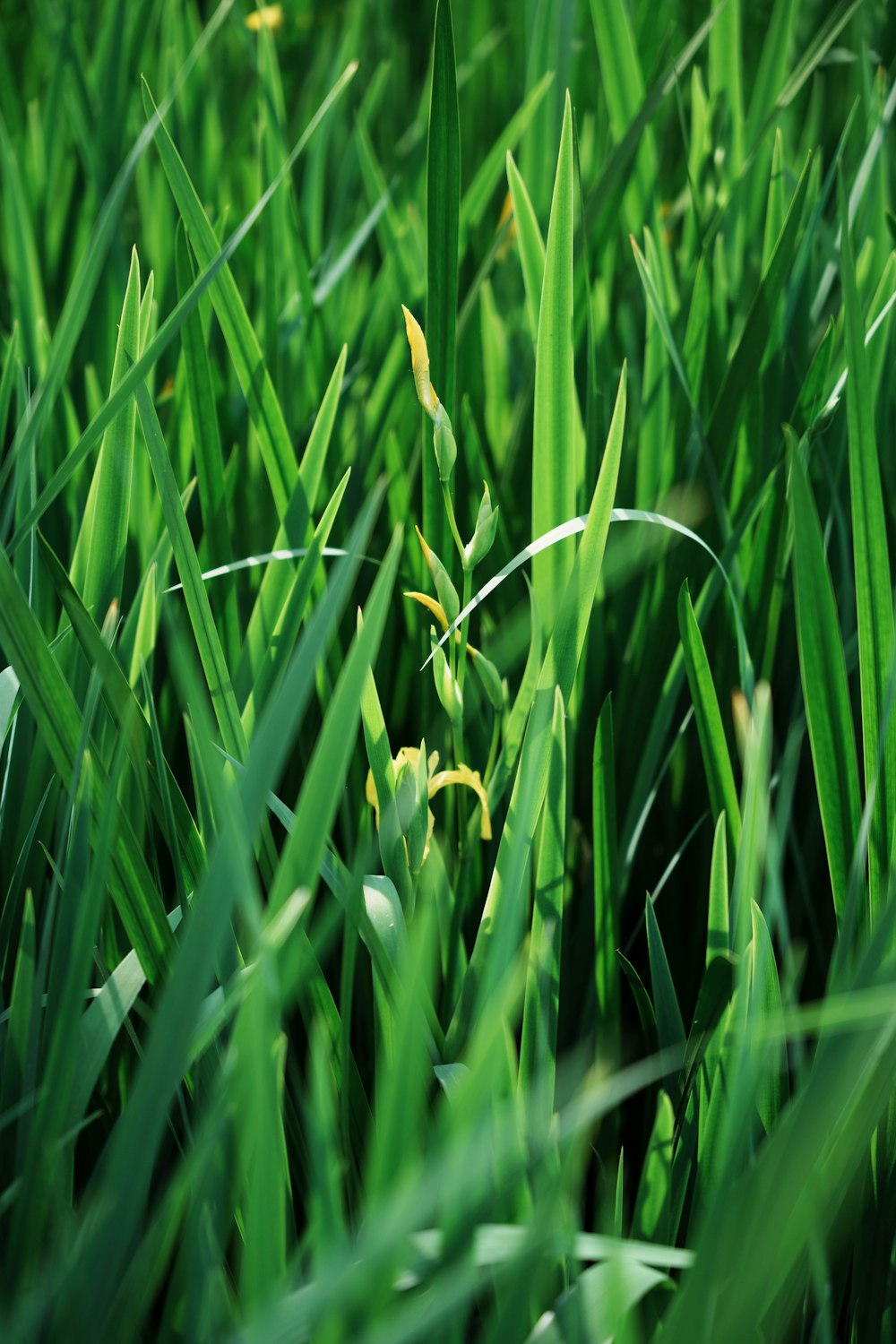 a close up of some green grass with little yellow flowers