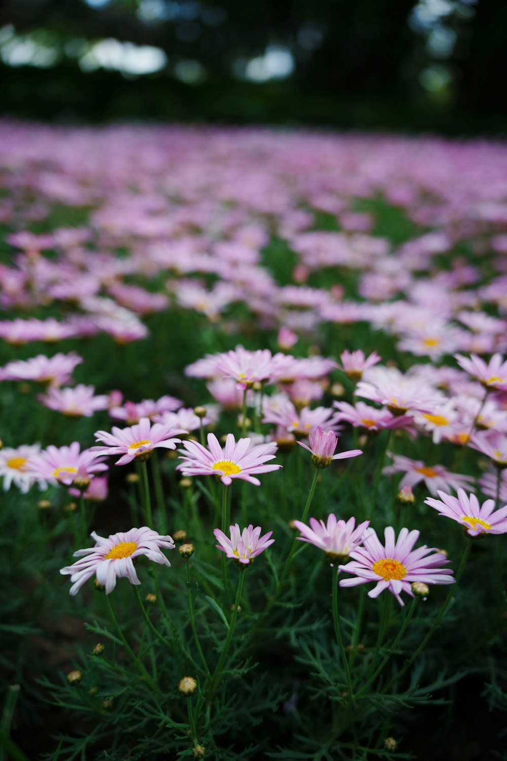 a field full of pink and yellow flowers