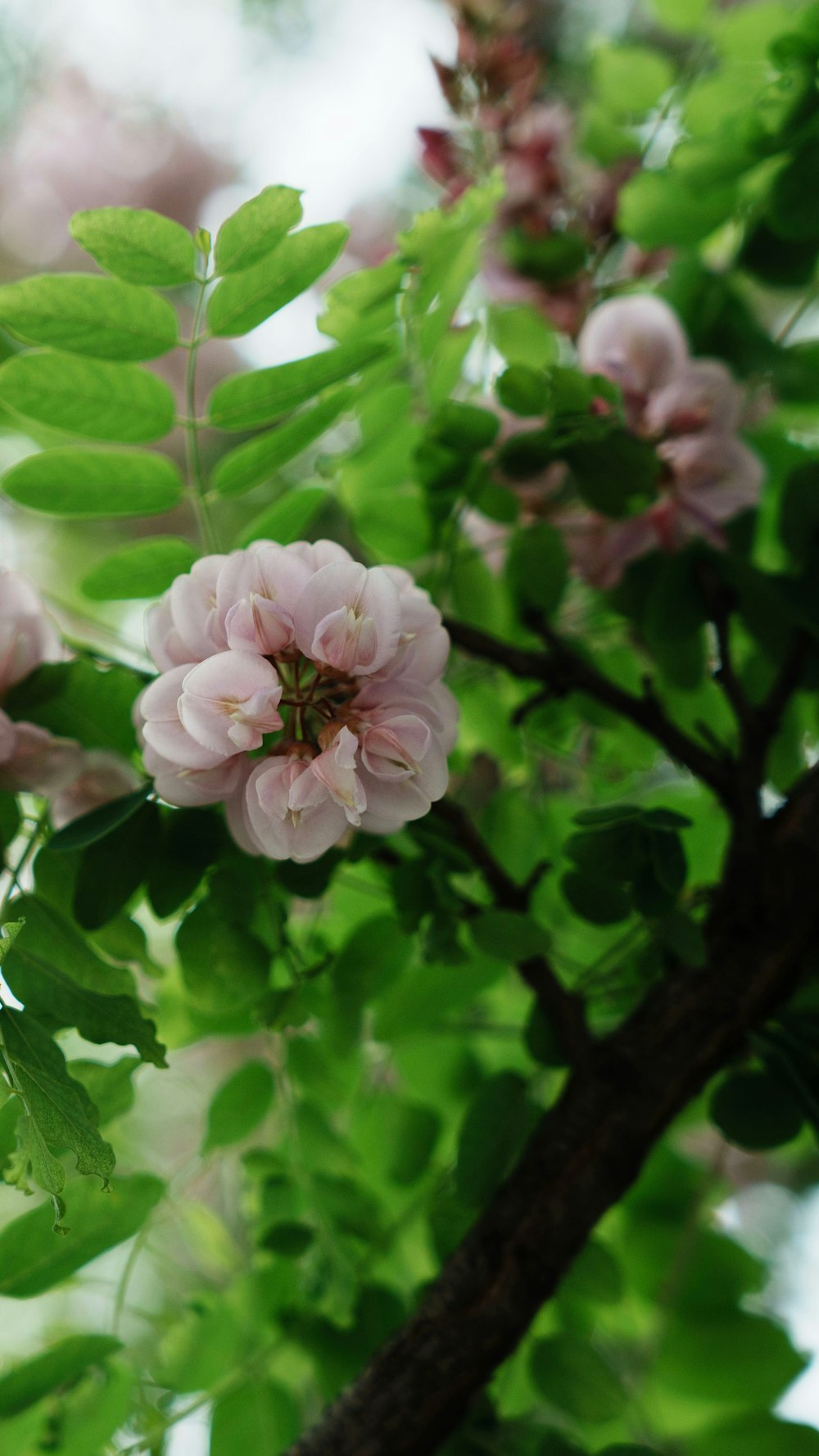a tree with pink flowers and green leaves