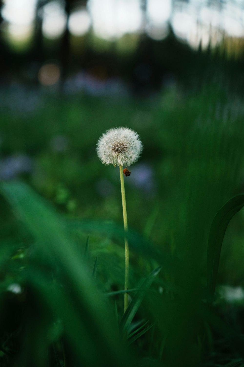a single dandelion sitting in the middle of a field