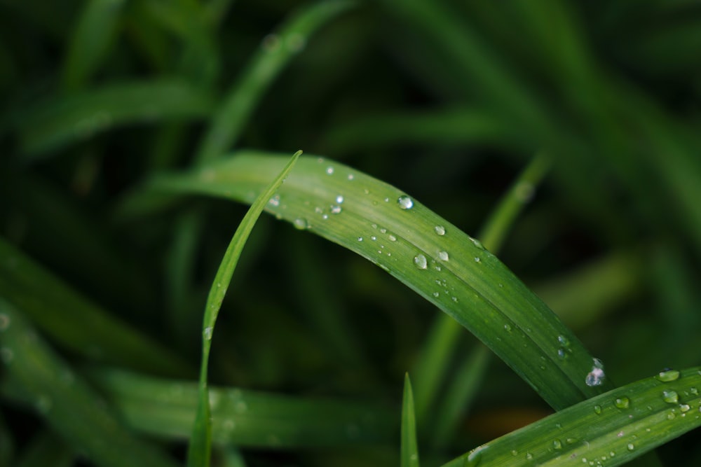 a close up of a green grass with drops of water on it