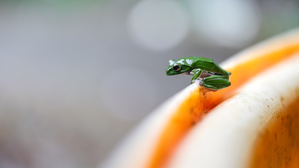 a small green frog sitting on top of an orange