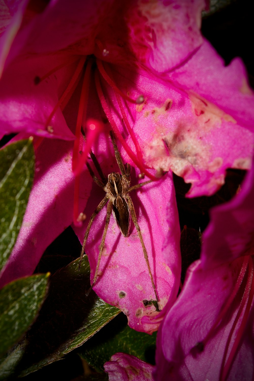 a spider is sitting on a pink flower