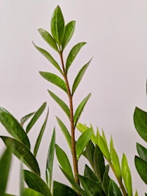 a close up of a plant with green leaves