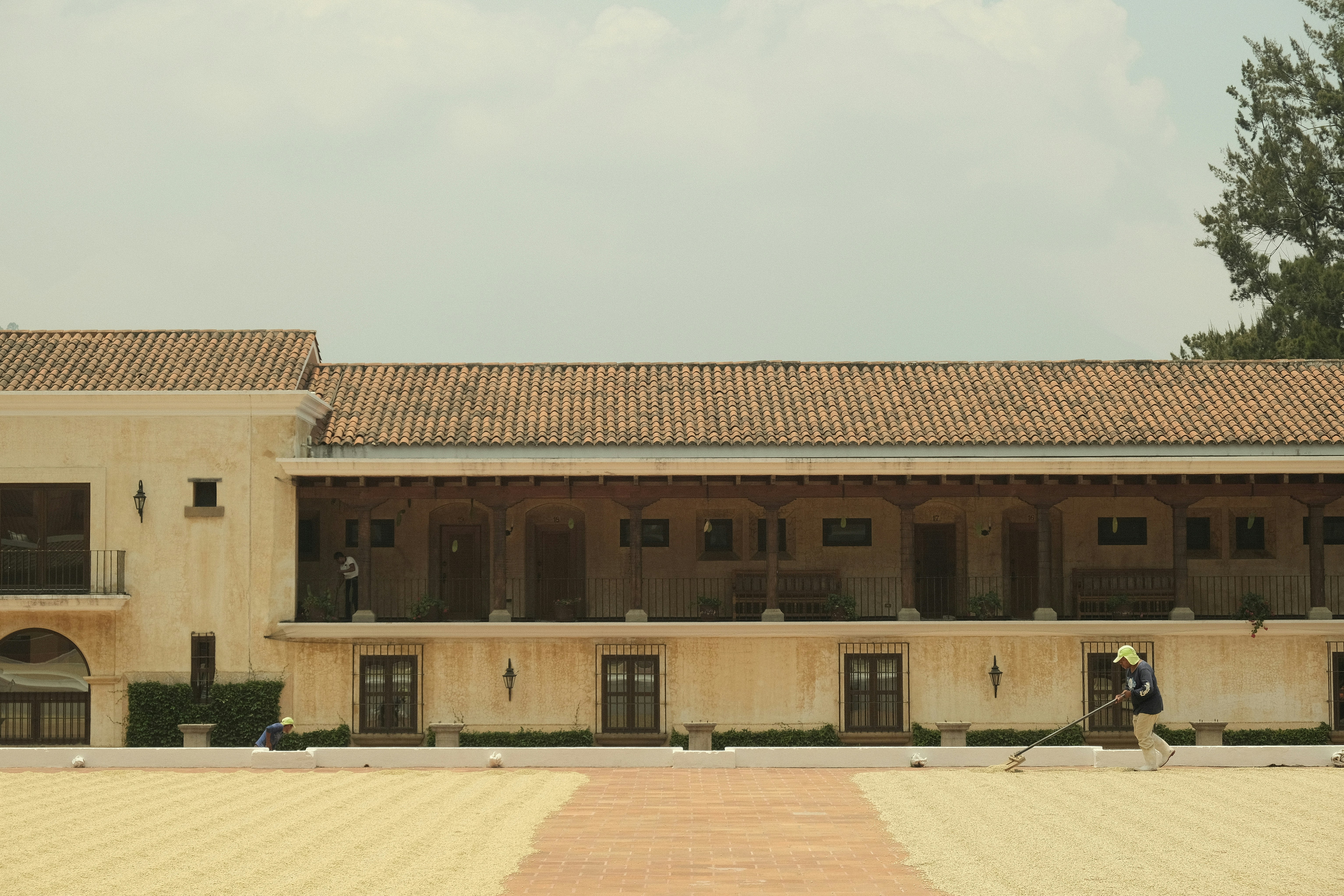 Coffee drying at plantation