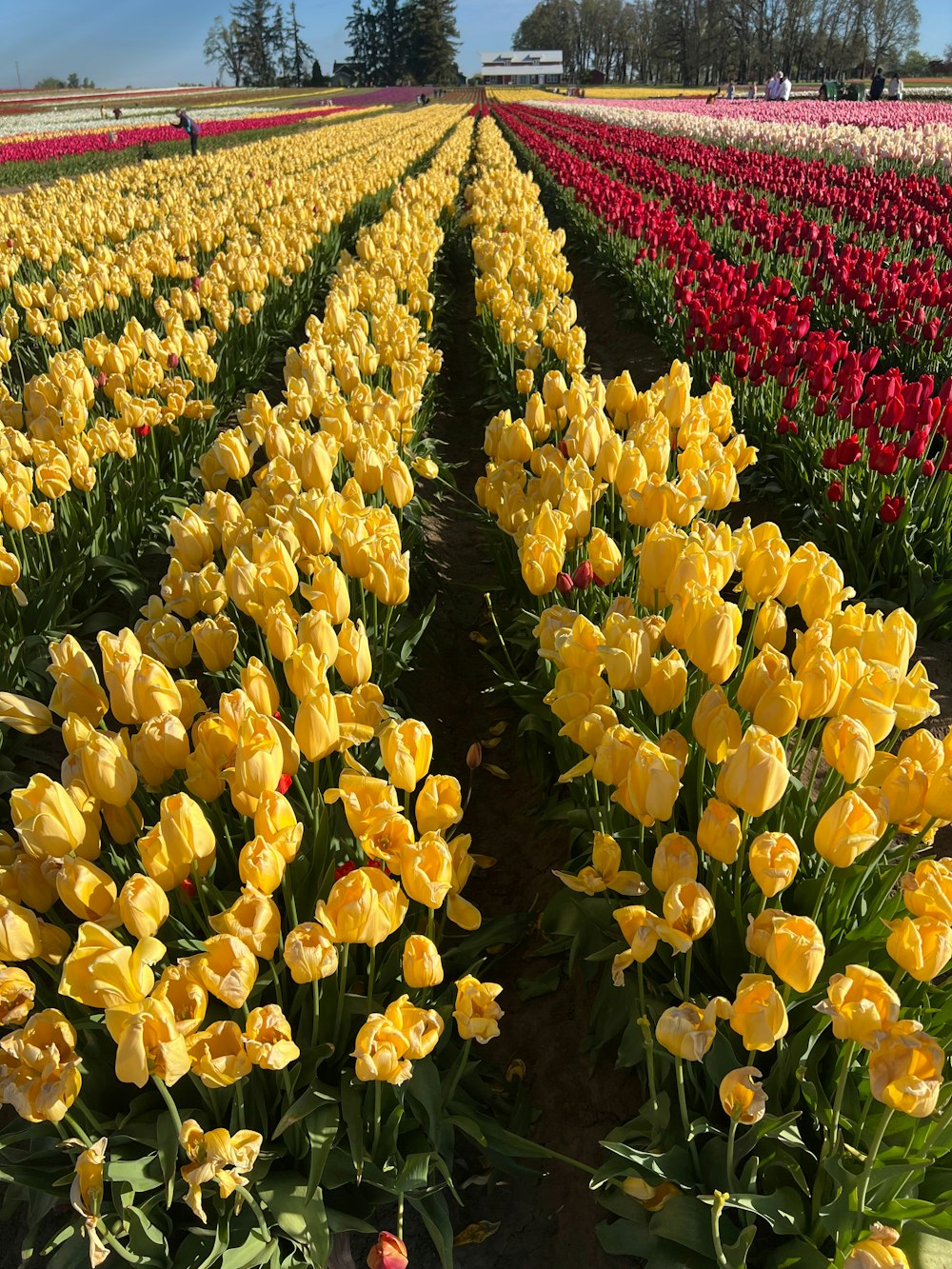 Ein Feld voller gelber und roter Tulpen