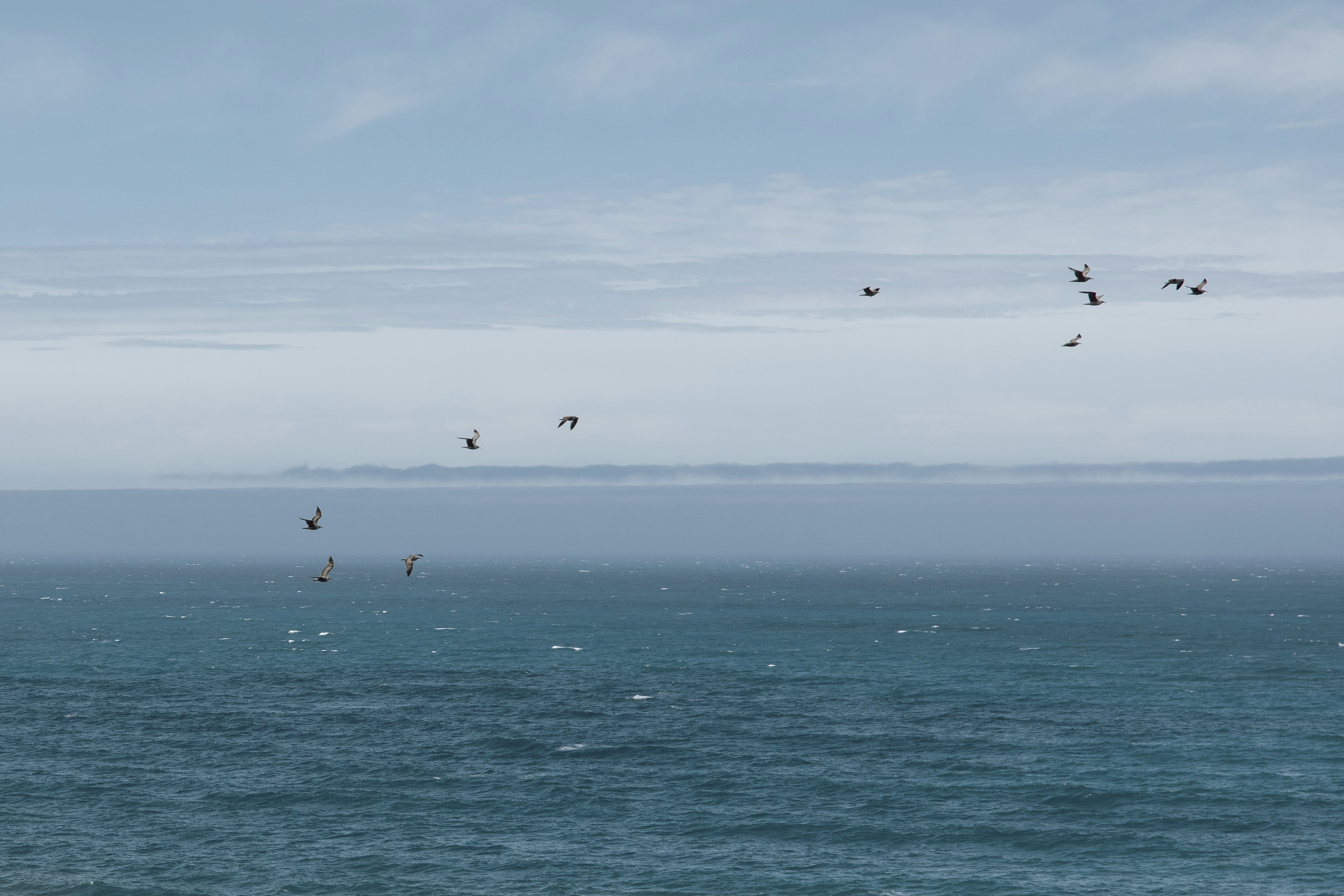 a flock of birds flying over the ocean