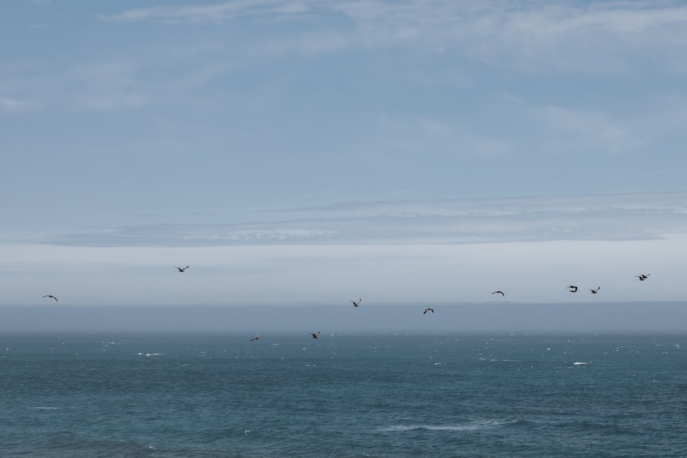 a flock of birds flying over the ocean