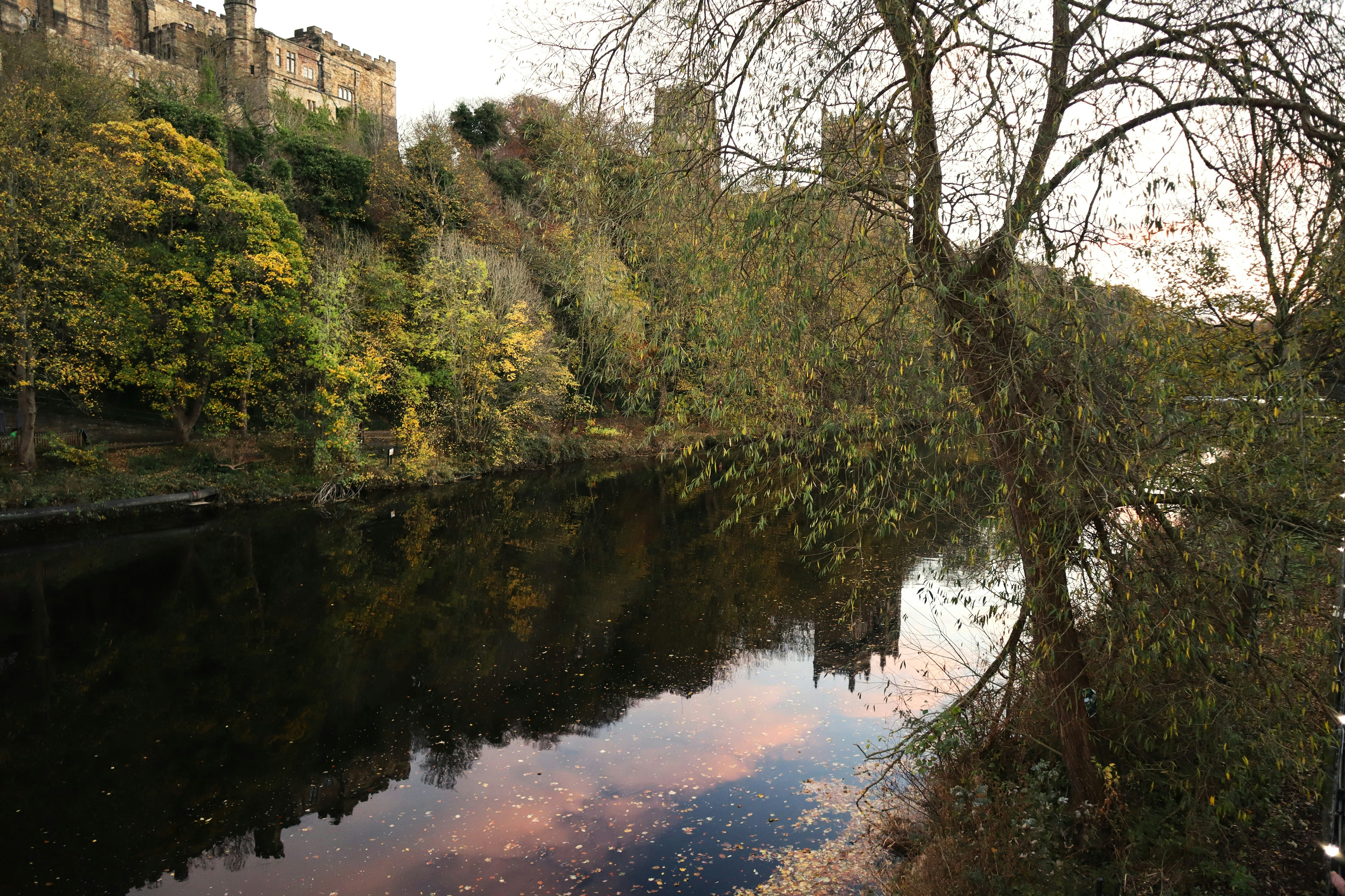 a river running through a lush green forest