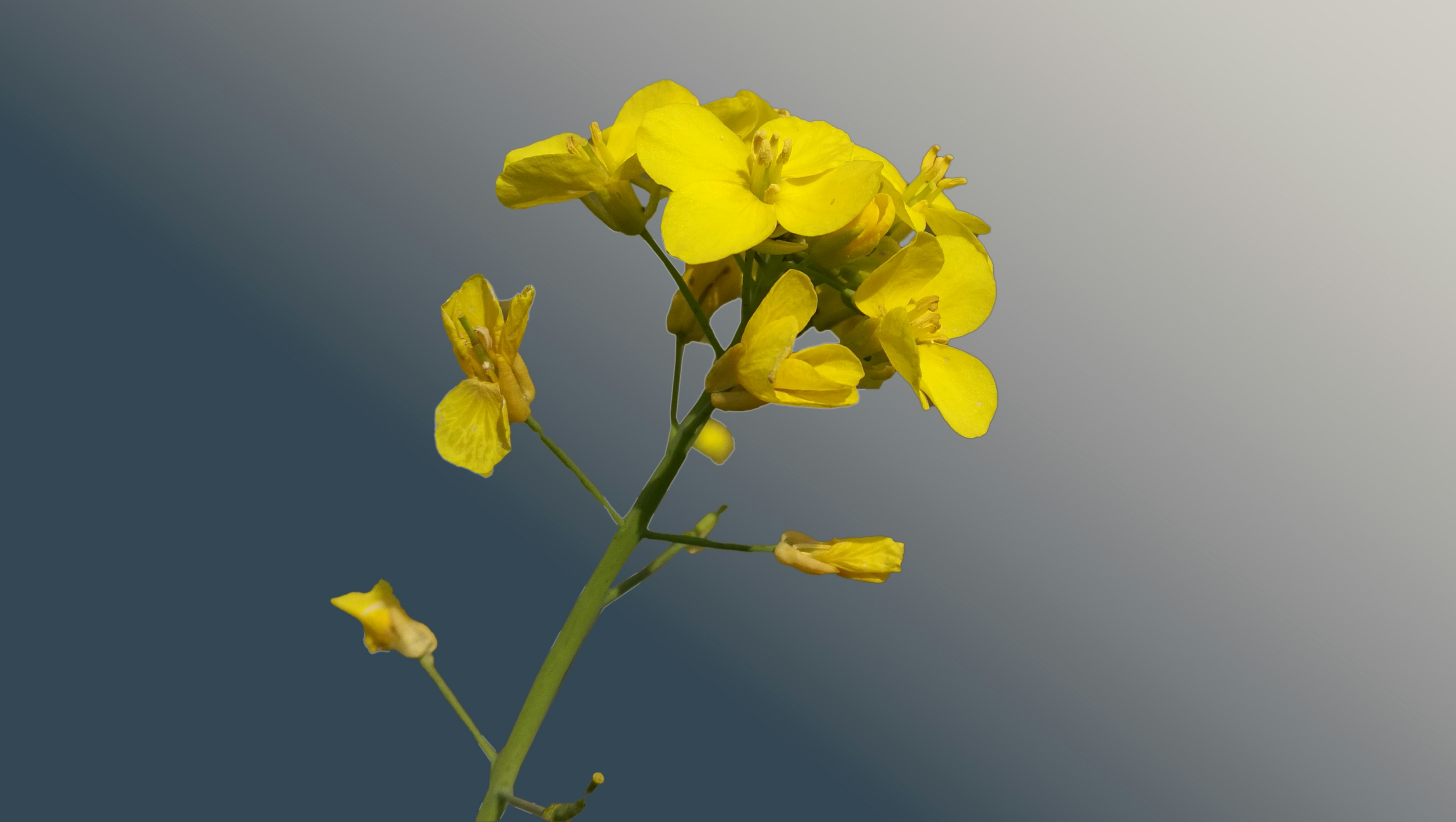 Nahaufnahme einer gelben Blume vor blauem Himmel