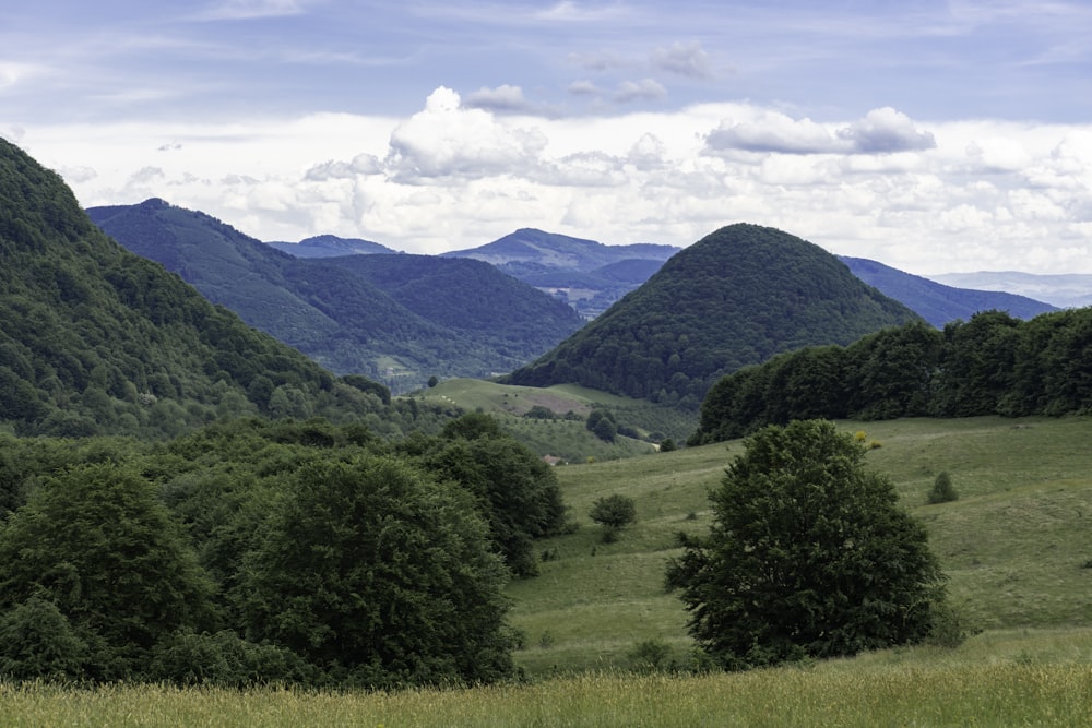 a herd of sheep grazing on a lush green hillside