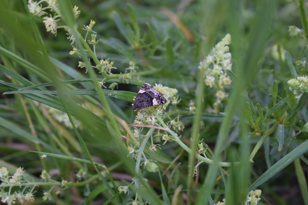 a bug is sitting on a flower in the grass