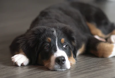 a black and brown dog laying on top of a wooden floor
