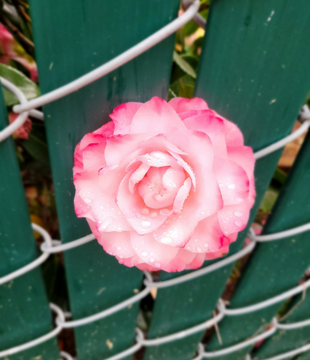 un fiore rosa seduto in cima a una panchina verde