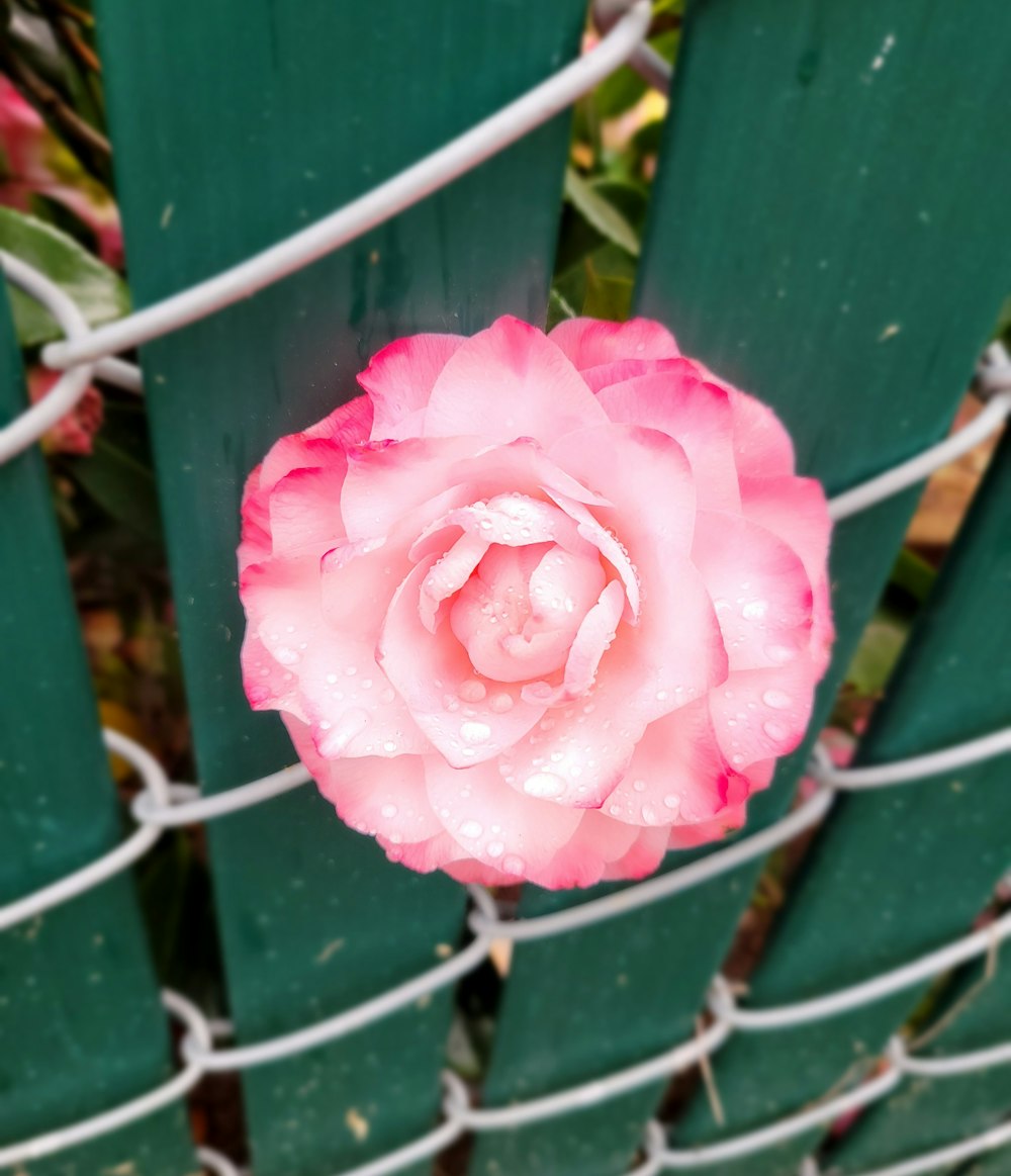 a pink flower sitting on top of a green bench