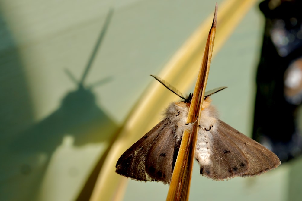 a brown and white moth sitting on top of a plant