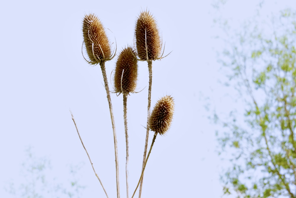 a group of brown flowers sitting on top of a tree