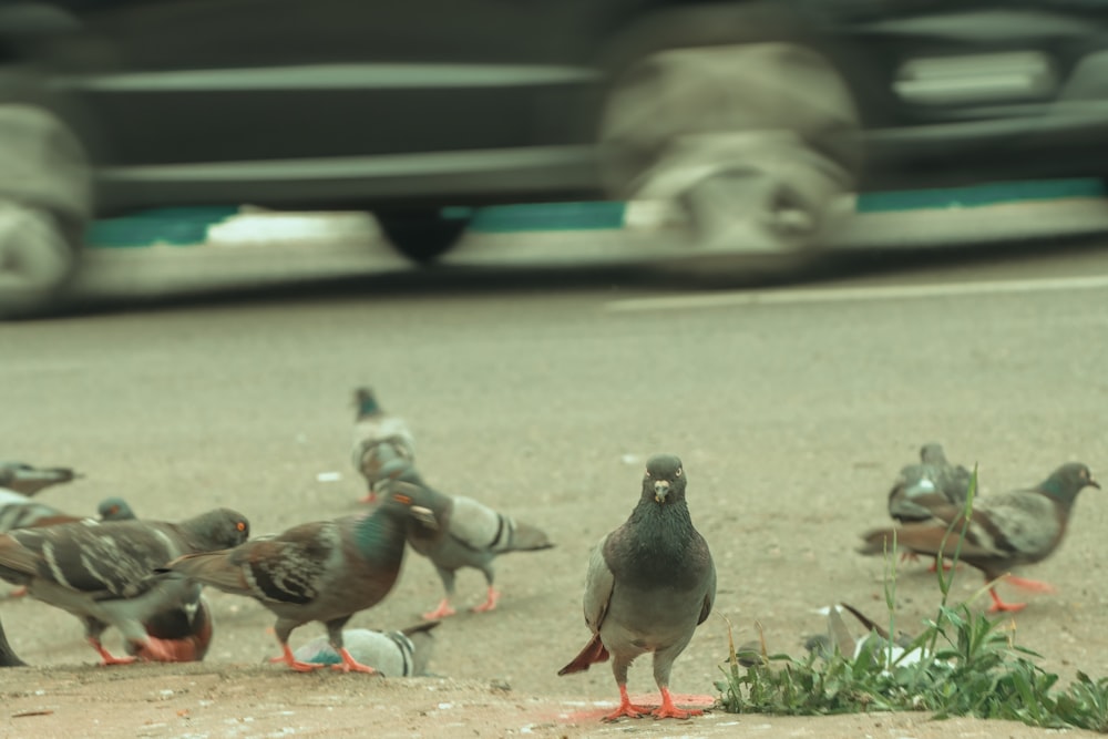 a flock of birds standing on the side of a road