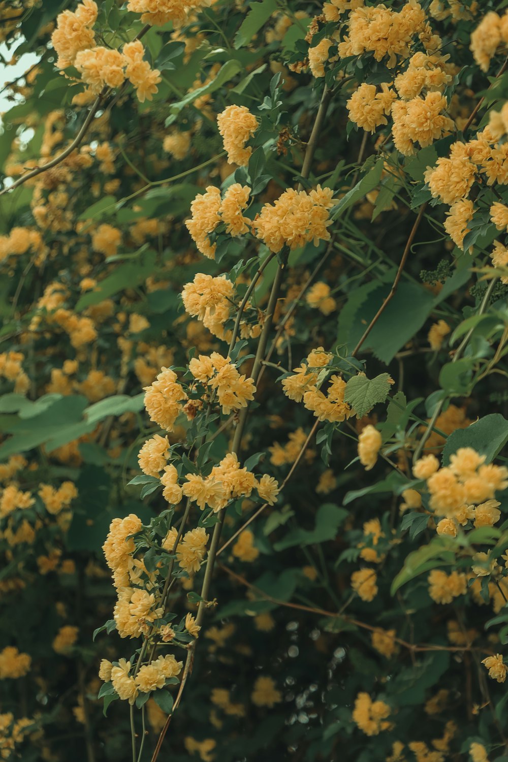 a bush of yellow flowers with green leaves