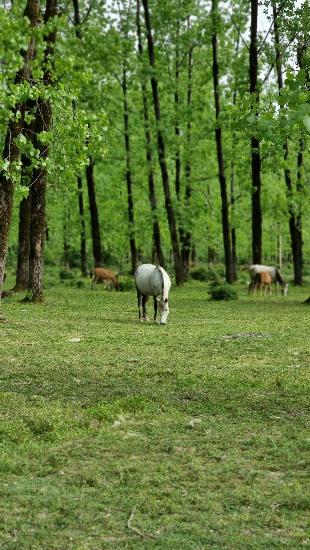 a horse grazing in a field with other horses in the background