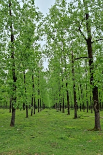 a field with trees and grass in the middle of it