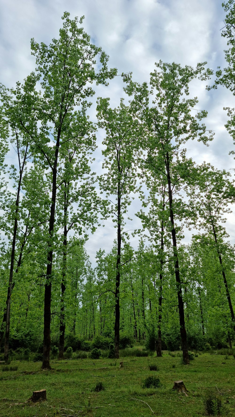 a group of trees that are in the grass