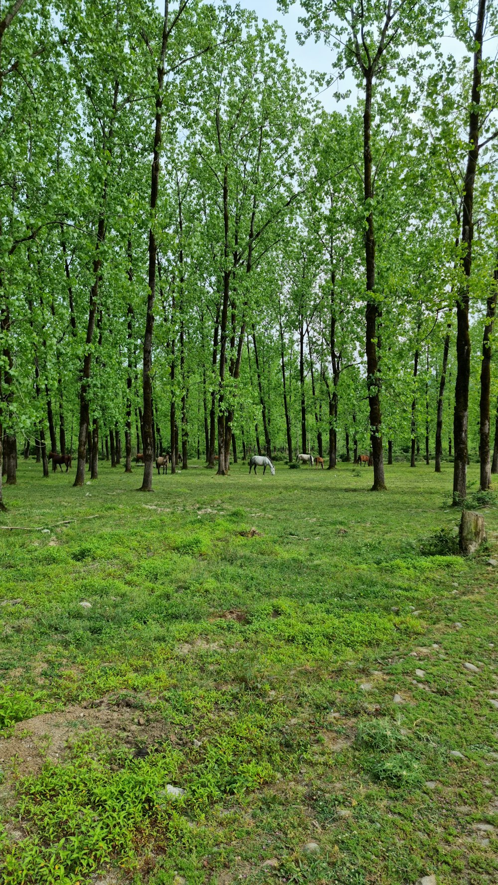 a grassy field with trees in the background